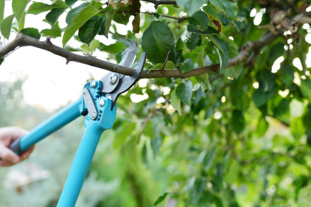 Best Tree Removal Cost  in Garden Ridge, TX